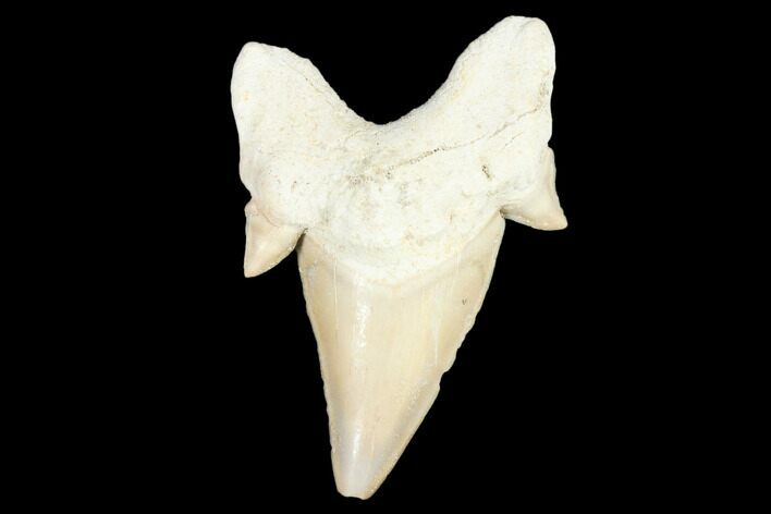 Fossil Shark Tooth (Otodus) - Morocco #103269